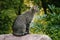 A domestic non-pedigreed brown cat in the center of the frame sits on a stone in full growth. Background of plants