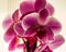 Domestic orchids of violet color