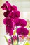 Domestic orchids of violet color