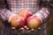 Domestic organic apples in man\'s hands