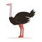 Domestic ostrich, poultry breeding vector Illustration