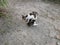 Domestic outdoor cats resting on the ground