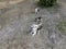 Domestic outdoor cats resting on the ground