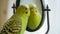 Domestic parrot in a cage looks at its reflection in the mirror