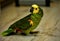 Domestic parrot green amazon on the floor looks beautiful, portrait of a parrot, portrait of amazon, side view