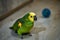 Domestic parrot green amazon on the floor playing ball, portrait of a parrot, portrait of an amazon, side view