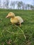 Domestic Pekin Duckling