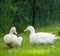 Domestic Pekin Ducks