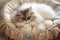 Domestic Persian cat sleeping in cozy boho style bed