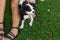 domestic pet near owner feet on green grass glade park outdoor background animal concept wallpaper picture with empty copy space