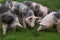 Domestic pig household on rural animal farm