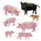 Domestic pig vector