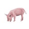 Domestic pig vector