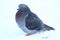 Domestic pigeon