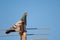 Domestic pigeon, Columba livia domestica, perched on a antenna.