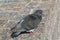 Domestic pigeon or dove