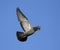 Domestic pigeon in flight