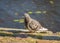 Domestic pigeon perched on stone pier by water on sunny day