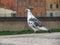 Domestic pigeon scient. name Columba livia domestica bird animal