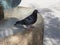 Domestic pigeon scient. name Columba livia domestica bird animal