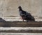 Domestic pigeon scient. name Columba livia domestica bird animal