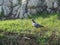 Domestic pigeon scient. name Columba livia domestica bird animal