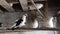 Domestic pigeons in the dovecote on vacation sitting