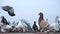 Domestic pigeons sitting on the concrete slab - close up