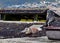 Domestic pigeons sitting on the roof