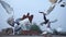 Domestic pigeons taking a flight off the concrete slab - close up