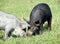 Domestic piglets grazed on green meadow