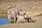 Domestic pigs bathing in a wallow on a farm