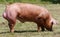 Domestic pigs breeding on a rural animal farm