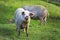 Domestic pigs graze on a green meadow. Portrait of pig