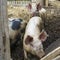 Domestic pigs in the livestock. Farm concept