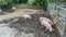 Domestic pigs. Pigs on a farm in the village. Swine covered in mud