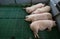 Domestic pigs sleeping on plastic floor in pigpen