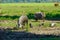 Domestic pigs with small piglets