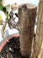 Domestic plant trunks with green leaves