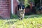 Domestic, playful male mackerel tabby cat walking outside