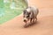 Domestic pot bellied pig Sus scrofa domesticus