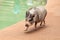 Domestic pot bellied pig Sus scrofa domesticus