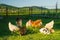 Domestic poultry and rabbits eating grass together