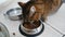Domestic pretty cat eating dry food from bowl.