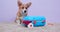 Domestic puppy plays with suitcase toy filled with clothes