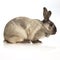 Domestic rabbit