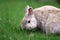 A domestic rabbit eats the grass in the garden