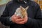 Domestic Rabbit in a hands of man