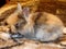 Domestic Rabbit \\\'Lionhead Rabbit\\\' (Harlequin-Colored 3 Weeks)