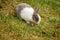 Domestic rabbit living wild in town of Canmore, Canada